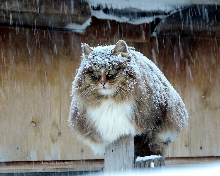 Siberian cat, chillin' out. In the snow